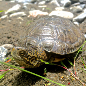 Western Pond Turtle by Will Ericson