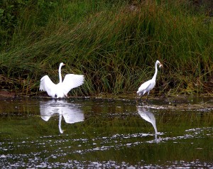 A Great Egret nabs a fish by Bettye Winters