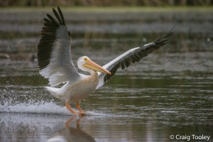 American White Pelican by Craig Tooley