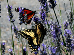 Anise Swallowtail and a Monarch Butterfly by Drew Fagan