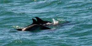 Bottle-nosed Dolphins by Allen Vinson