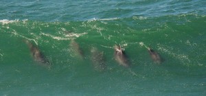 Bottle-nosed Dolphins riding a wave by Allen Vinson