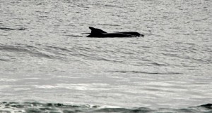 Bottlenose dolphins by Anne Mary Schaefer