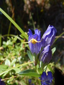 Crab spider on Gentiana sceptrum by Peter Baye