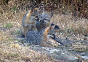 Fox Kits on flat rock by Robert Scarola