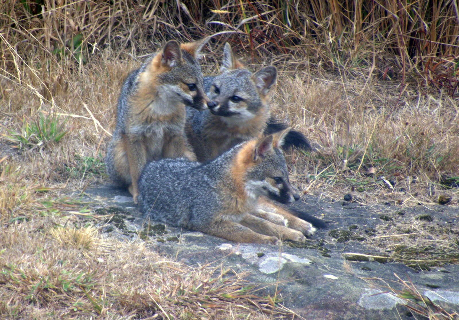Gray Foxes Mendonoma Sightings