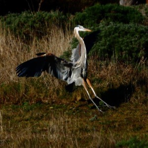 Great Blue Heron comes in for the Landing by Robert Scarola