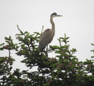 Great Blue Heron watching & waiting by Robert Scarola