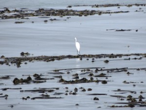 Great Egret standing on kelp by Martin Steinpress