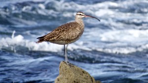 King of the Mountain, a Whimbrel by Richard Kuehn