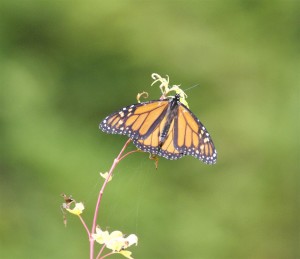 Monarch Butterfly in the garden by Tom Eckles (Large)