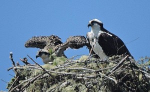 Osprey with her chick by Jim O'Brien