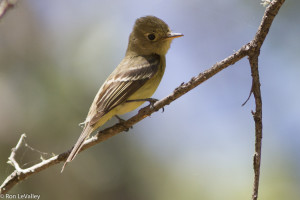 Pacifc Slope Flycatcher by Ron LeValley