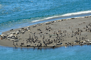 The beach at Jenner is crowded by Rozann Grunig