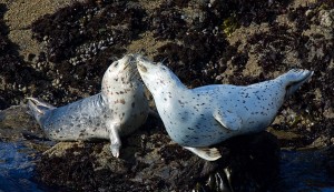 Two Harbor Seals nose to nose by Allen Vinson