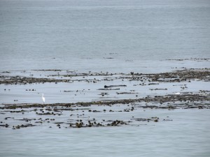 Two great egrets on kelp by Martin Steinpress