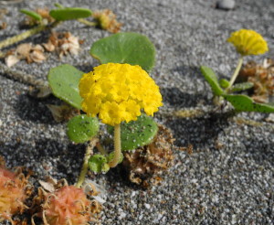 Yellow Sand Verbena by Mary Sue Ittner