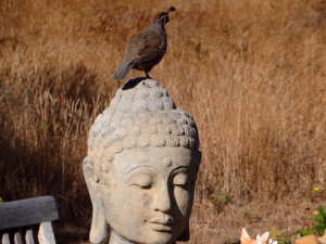 A CA Quail stands guard on top of a Buddha statue by Mike Mee