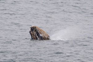 A Pre-adult Gray Whale spouts by Ken Bailey