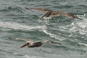 Adult and juvenile Brown Pelican headed south by Craig Tooley