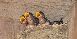 Barn Swallow chicks - maybe the one of the right isn't hungry, by Allen Vinson