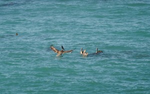 Brakes - a Brown Pelican arrives by Jeanne Jackson