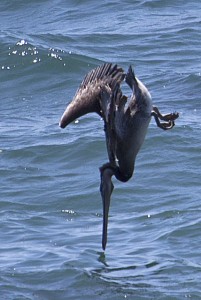 Brown Pelican plunge diving cropped by Patrick Killen