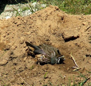 California Quail taking a dirt bath by Robert Scarola (Medium)