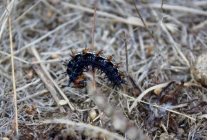 Common Buckeye caterpillar by Marlee Little (Large)