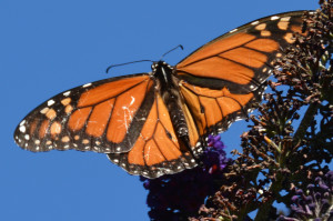 First Monarch of the season by Clay Yale