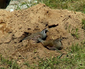 Good Spot for a bath she tells him - CA Quail taking a dirt bath by Robert Scarola (Medium)