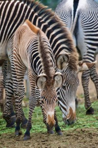 Grevy's Zebra baby with mom APRIL by Craig Tooley