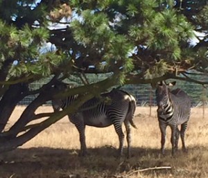 Grevy's Zebras in the shade by Judy Mello