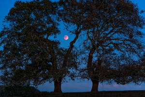 Harvest moon, Blood moon, Eclipse by Paul Kozal