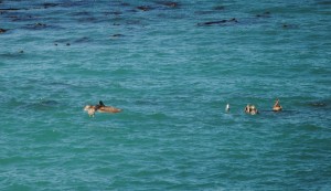 I'm coming - a Brown Pelican by Jeanne Jackson