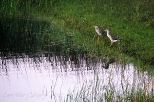 Juvenile Black-crowned Night-Herons by Anne Mary Schaeffer