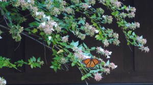 Monarch Butterfly nectaring on abelia by Jeanne Jackson