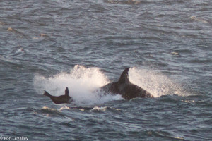 Orca nabs a Sea Lion by Ron LeValley