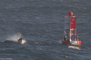 Orca spots a Sea Lion on bell buoy by Ron LeValley