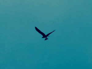 Osprey catches lunch by Peter Cracknell