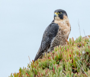 Peregrine Falcon by Paul Brewer