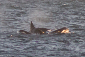 Pod of Orcas by Ron LeValley