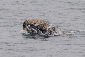 Pre-adult Gray Whale with a load of barnacles by Ken Bailey