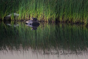 River Otter on a log by Anne Mary Schaeffer