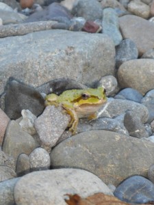 Sierren Treefrog on the banks of the Gualala River by Karen Tracy