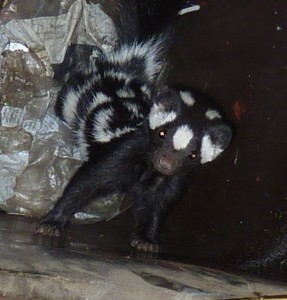Spotted Skunk by John Bower