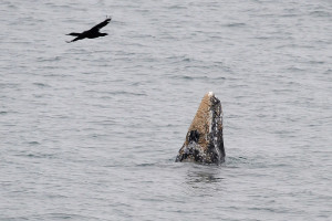 The barnacled head of a pre-adult Gray Whale by Ken Bailey