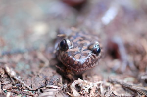 The beady eyes of a CA Giant Salamander, Dicamptodon ensatus, by Lewis Lubin