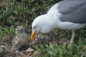 Western Gull mother feeding her chicks by Craig Tooley