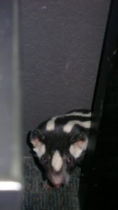 Western Spotted Skunk by Shannon Hughes